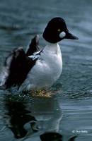 : Bucephala clangula; Common Goldeneye