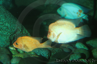 : Amphilophus citrinellus; Red Devil Cichlid