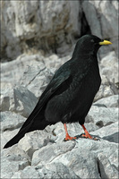 : Pyrrhocorax graculus; Alpine Chough