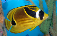 : Chaetodon lunula; Raccoon Butterflyfish