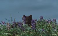 : Alopex lagopus; Arctic Fox