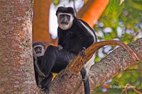 : Colobus guereza; Black And White Colobus