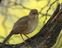 : Toxostoma bendirei; Bendire's Thrasher