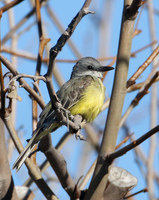 : Tyrannus melancholicus; Tropical Kingbird