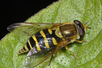 : Eupeodes americanus; American Hover Fly