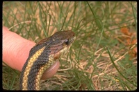 : Thamnophis sirtalis infernalis; California Red-sided Garter Snake