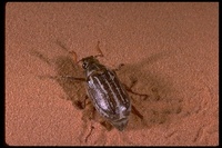 : Polyphylla sp.; Chafer Beetle