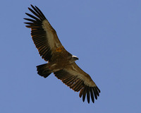 Griffon Vulture