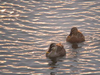 Anas poecilorhyncha Spot-billed Duck カルガモ