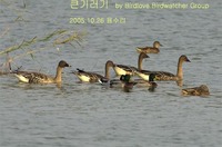 큰기러기 Bean Goose