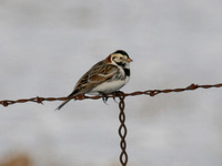 Lapland Longspur