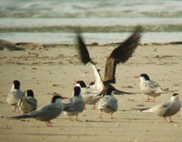 Bridled Tern - (Onychoprion anaethetus)