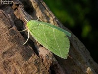 Bena bicolorana Foto/billede af