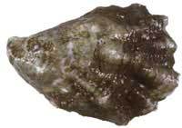 Saccostrea glomerata, Sydney Rock Oyster|Oyster, Sydney Rock Oyster