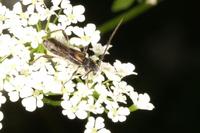 Glaphyra umbellatarum
