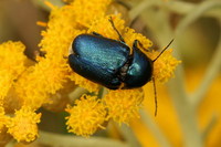 Cryptocephalus violaceus