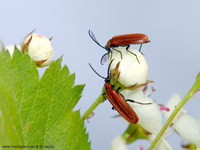 Schizotus pectinicornis