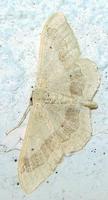 Idaea aversata - Riband Wave
