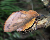 Gastropacha quercifolia - Lappet