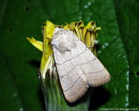 Charanyca trigrammica - Treble Lines