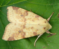 Xanthia icteritia - The Sallow