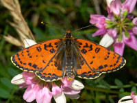 Melitaea didyma - Spotted Fritillary