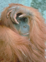 Sumatran orangutan (Pongo abelii)