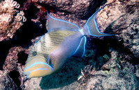 Image of Balistes vetula, Queen triggerfish, Koningin-snellervis, Blus blã, Bousse, Bousse mazar...