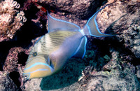 ...ingin-snellervis, Blus blã, Bousse, Bousse mazarin, Cangul, Fambil, Pakol, Pugot, Turbot, Old wi...