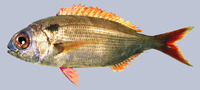 Pagellus bogaraveo, Blackspot seabream: fisheries, gamefish