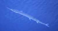 Tylosurus crocodilus crocodilus, Hound needlefish: fisheries, gamefish