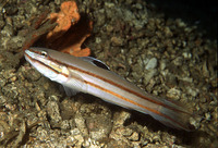 Valenciennea helsdingenii, Twostripe goby: aquarium