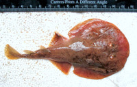 Narcine timlei, Blackspotted numbfish: aquarium