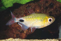 Bathyaethiops caudomaculatus, African moon tetra: aquarium