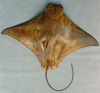 Rhinoptera brasiliensis, Ticon cownose ray: fisheries