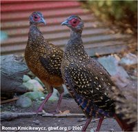 Swinhoe's Pheasant Lophura swinhoii