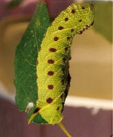 Laothoe populi - Poplar Hawk-moth