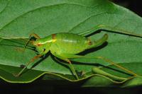 Barbitistes serricauda