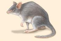 Image of: Aepyprymnus rufescens (rufous bettong)