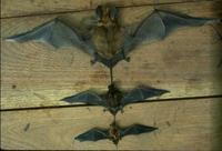 Image of: Eumops perotis (western bonneted bat), Promops nasutus (brown mastiff bat), Molossops ...