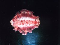 Hexabranchus sanguineus