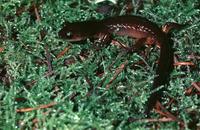 Image of: Ensatina eschscholtzii (ensatina)