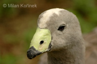 Cereopsis novaehollandiae - Cape Barren Goose