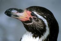 Spheniscus humboldti - Peruvian Penguin