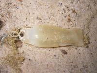 Scyliorhinus canicula - Lesser Spotted Dogfish