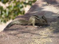 Funambulus palmarum - Indian Palm Squirrel