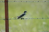 Image of: Tyrannus tyrannus (eastern kingbird)