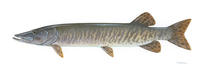 Image of: Esox masquinongy (muskellunge)