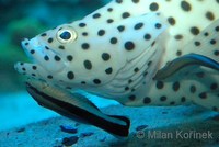 Labroides dimidiatus - Blue-streak Cleaner Wrasse