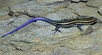 Image of: Eumeces fasciatus (five-lined skink)